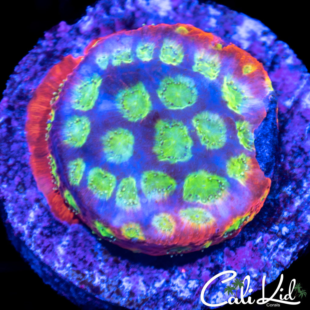 Rainbow Favia