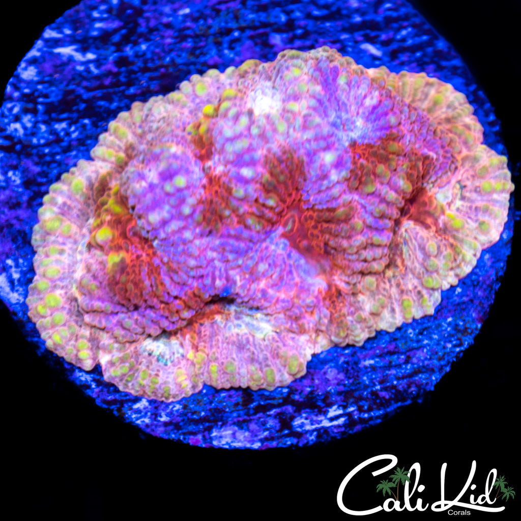 Psychedelic Favia