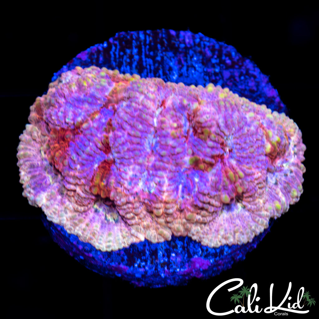 Psychedelic Favia
