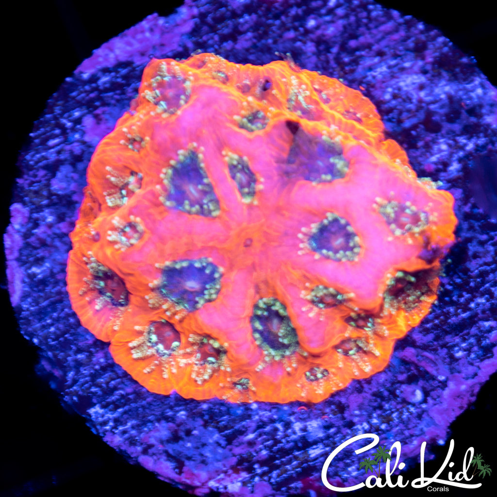 Orange Bang Favia