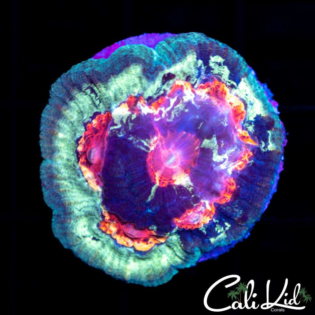 Galaxy Favia