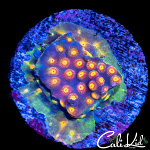 Rainbow Cyphastrea