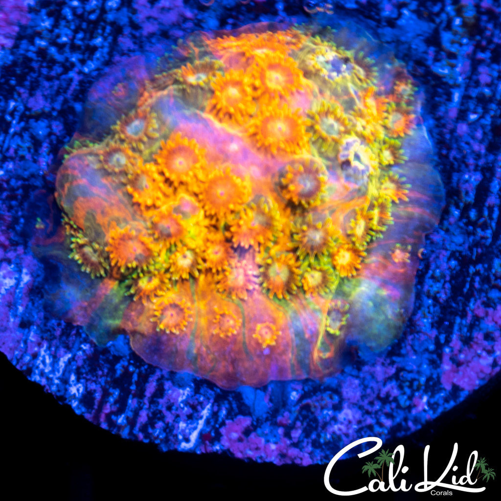 Rainbow Cyphastrea