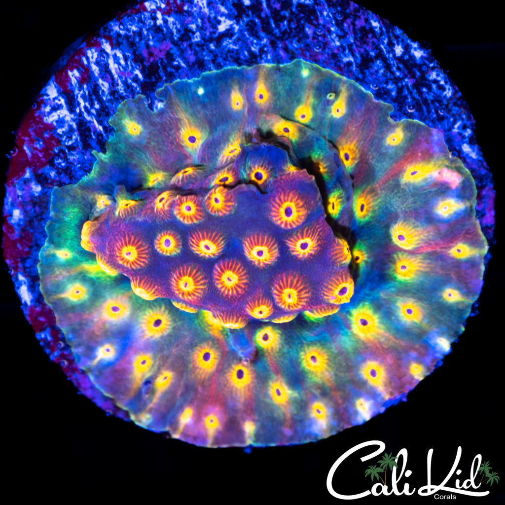 Rainbow Cyphastrea
