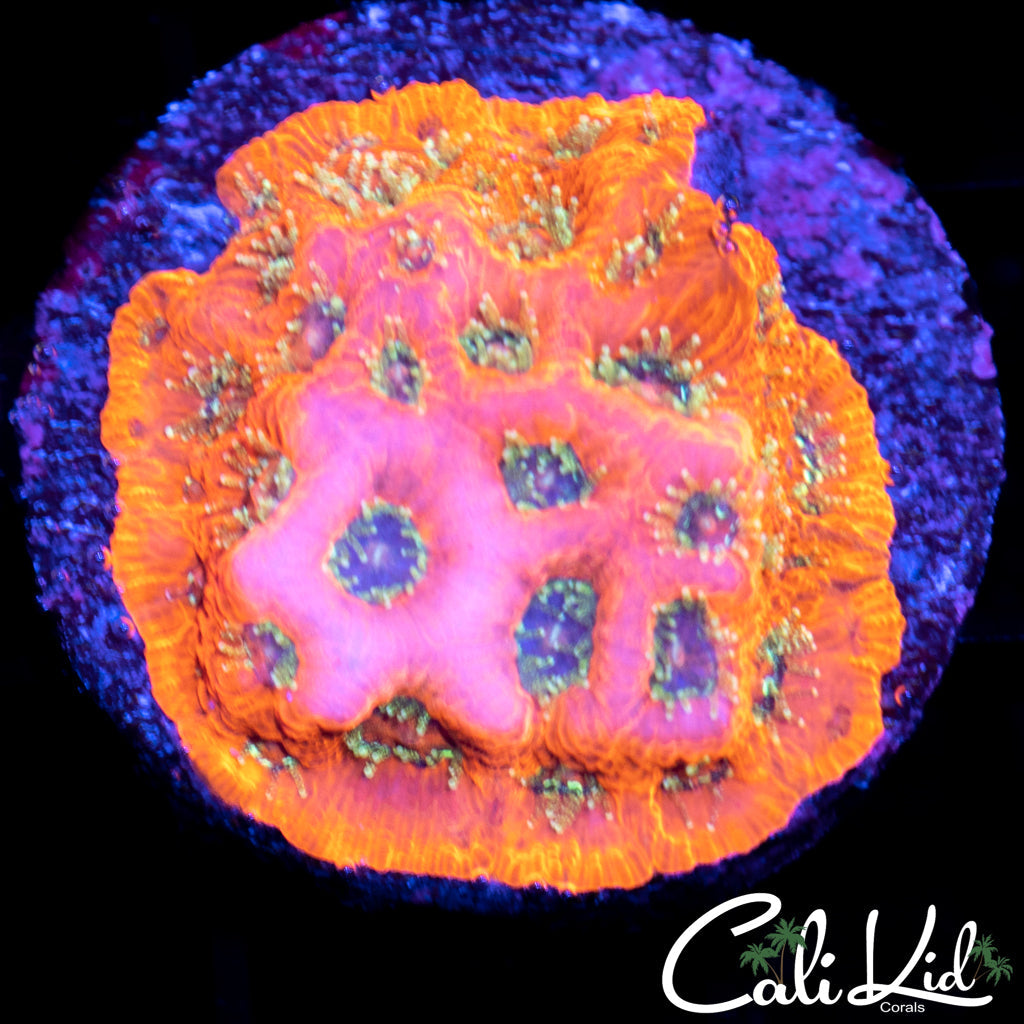 Orange Bang Favia