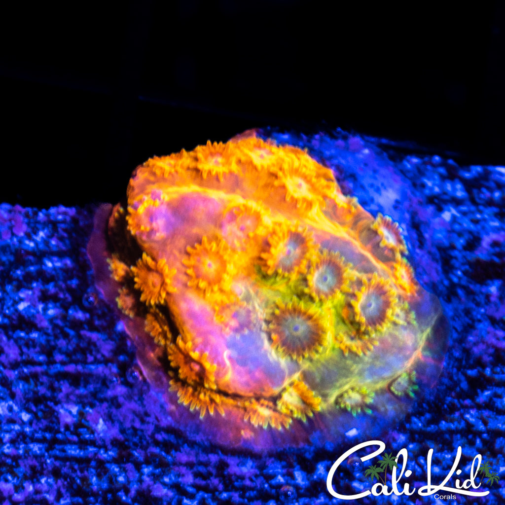 Rainbow Cyphastrea