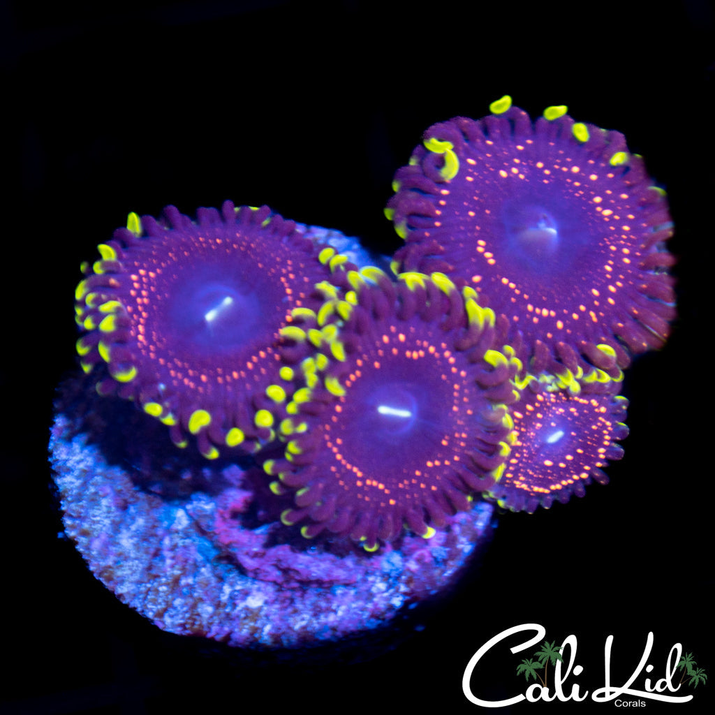 Psychosis Mini Colony