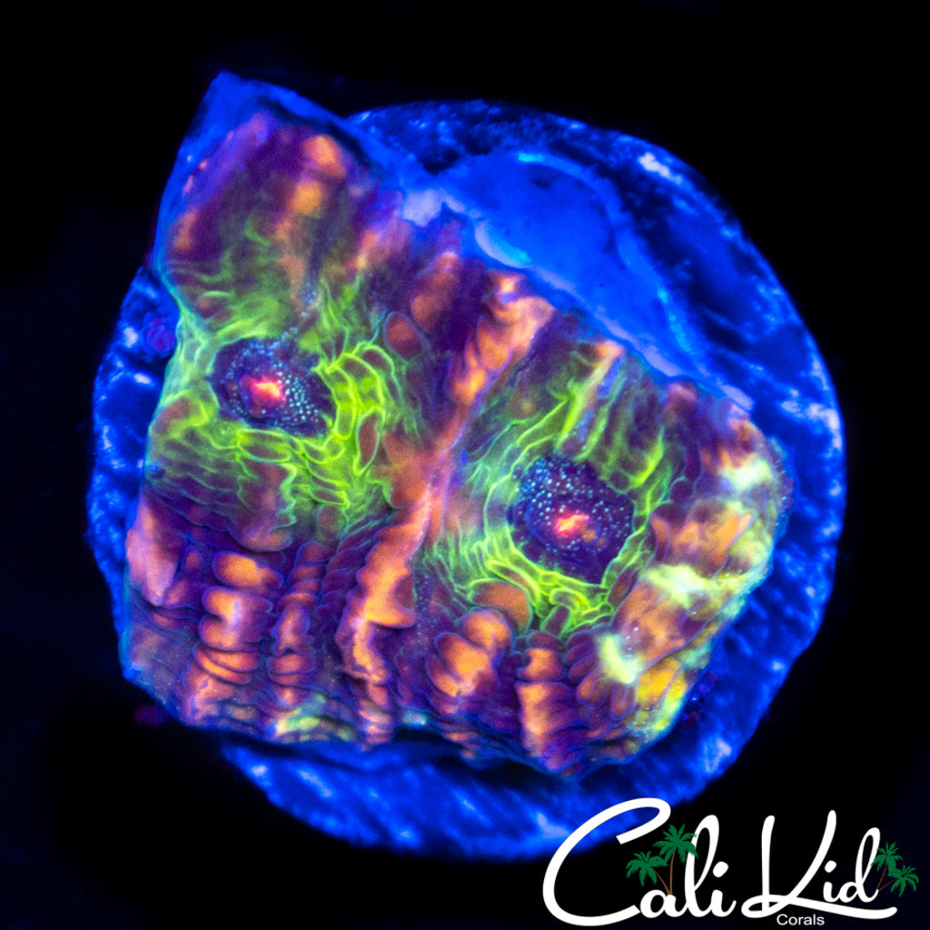 Zombie Eye Chalice