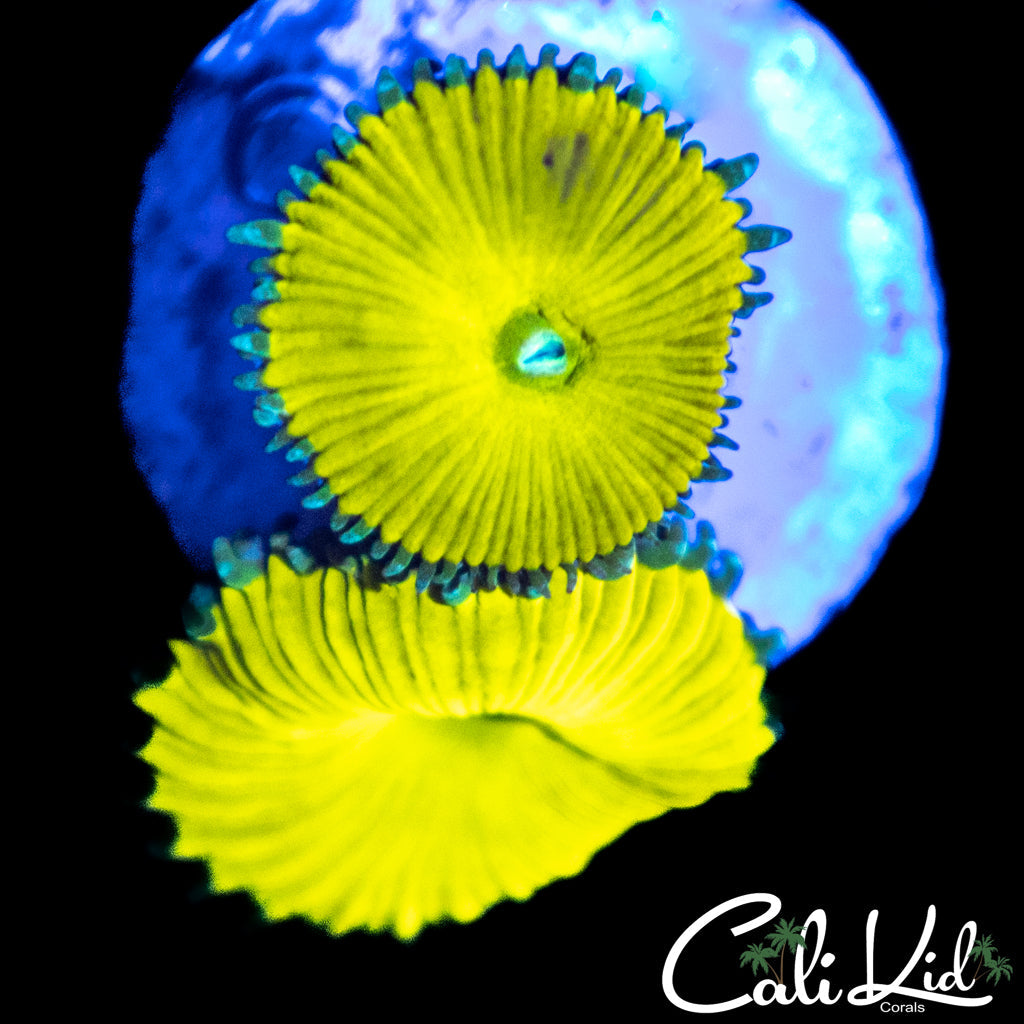 CK Solar Deity Double
