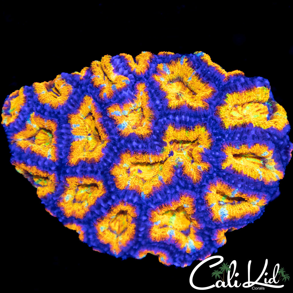 Ultimate Rainbow Acan Colony