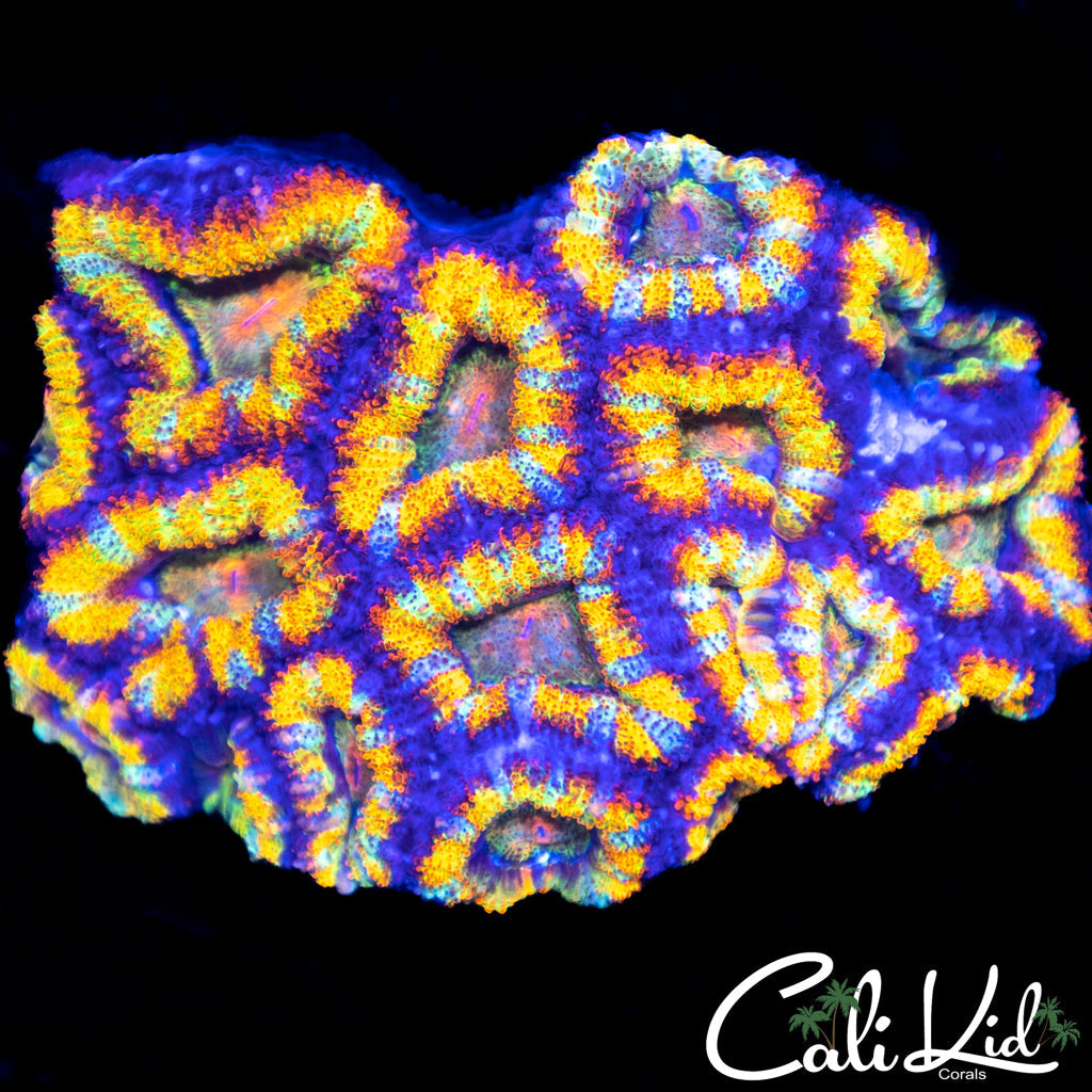 Rare Rainbow Acan Colony
