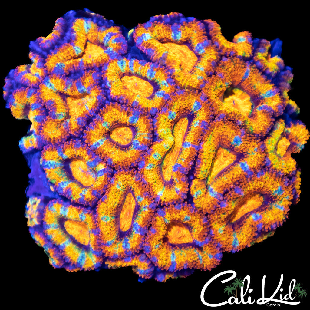 Extreme Rainbow Acan Colony