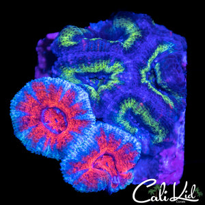 Combo Acans