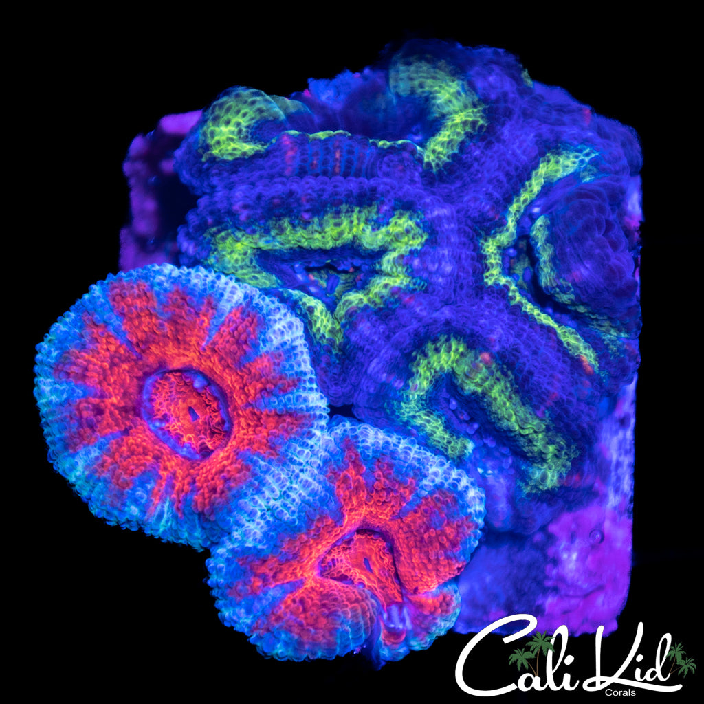 Combo Acans