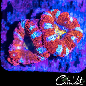 Rainbow Peppermint Double