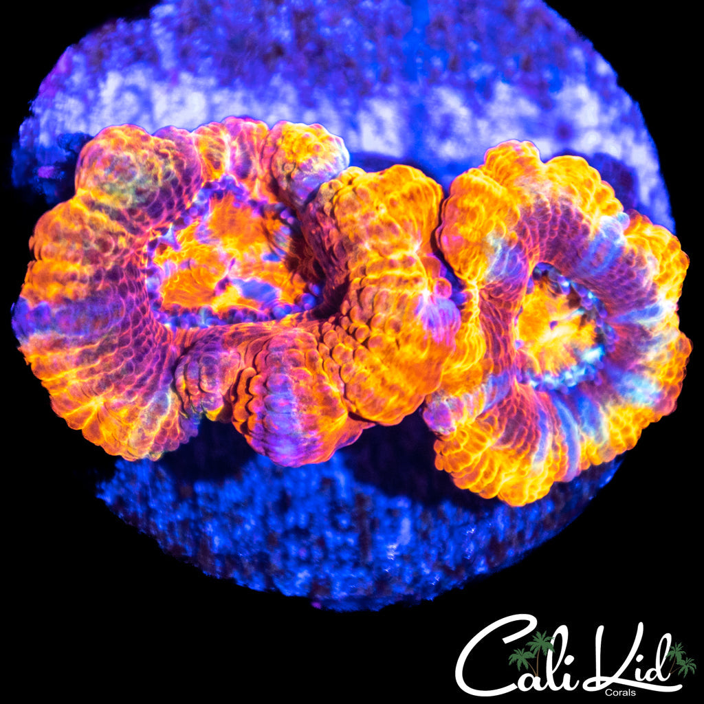Insane Rainbow Acan Double
