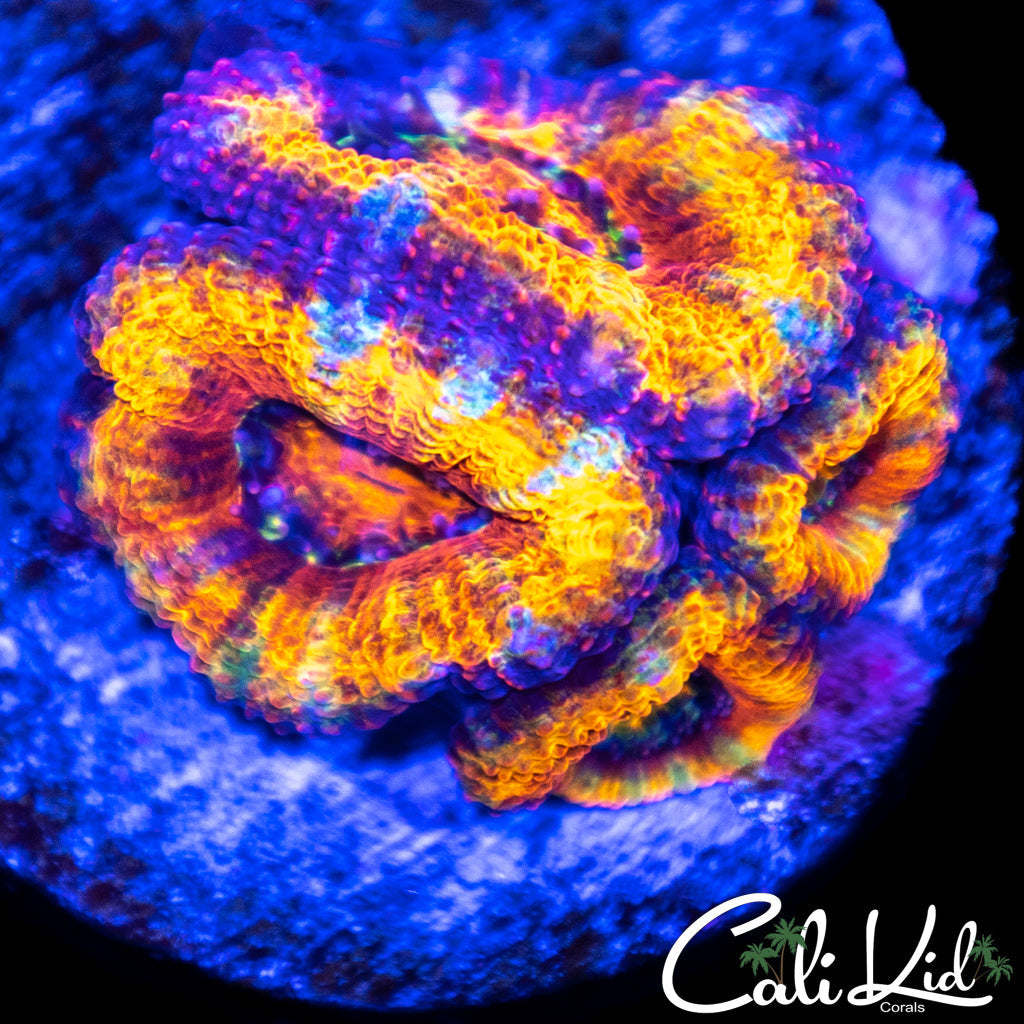 Rainbow Acan Quad