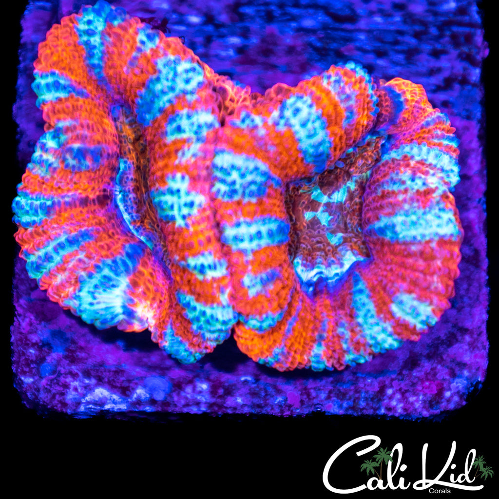 Peppermint Acan Double
