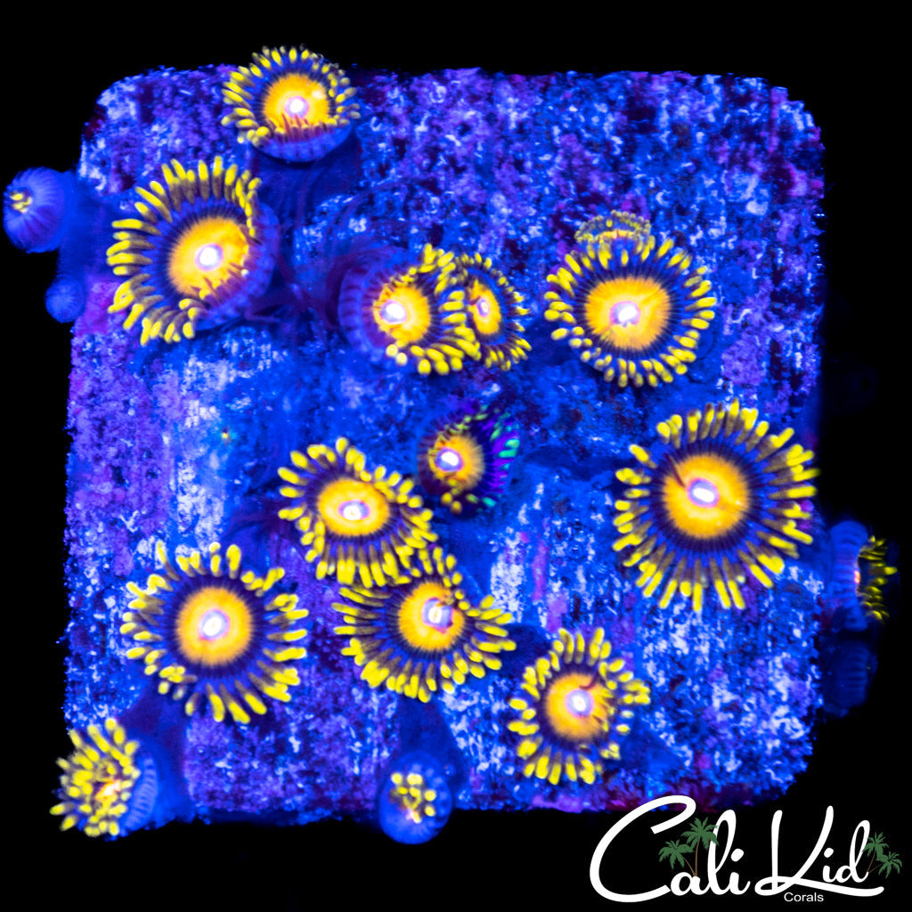 Ultra Zoa Mini Colony
