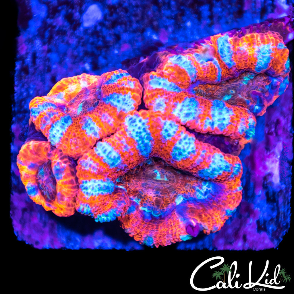 Blue Stripe Acan Quad