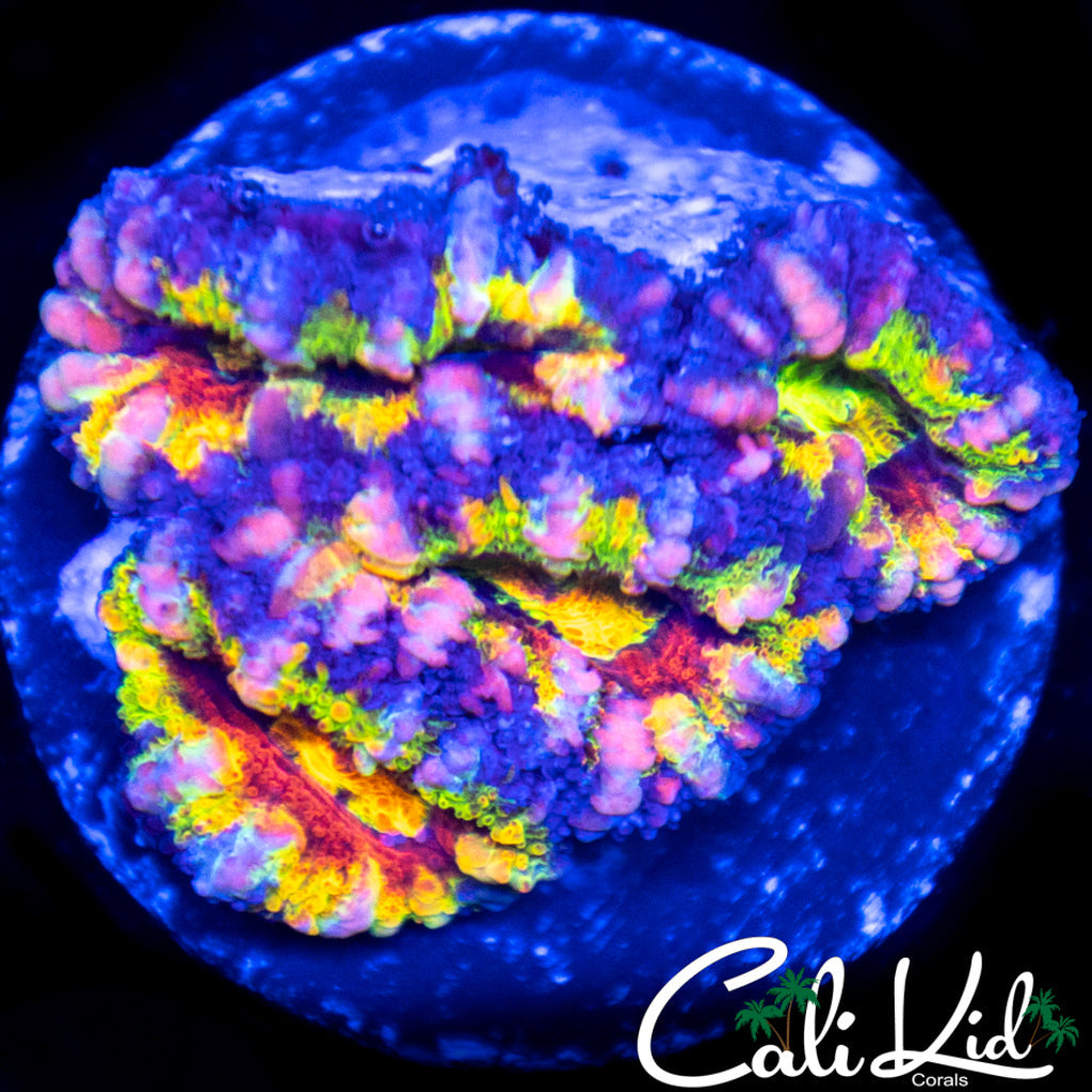CK Ringo Star Acan Quad