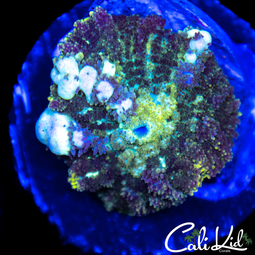 White Bubble Bounce Shroom