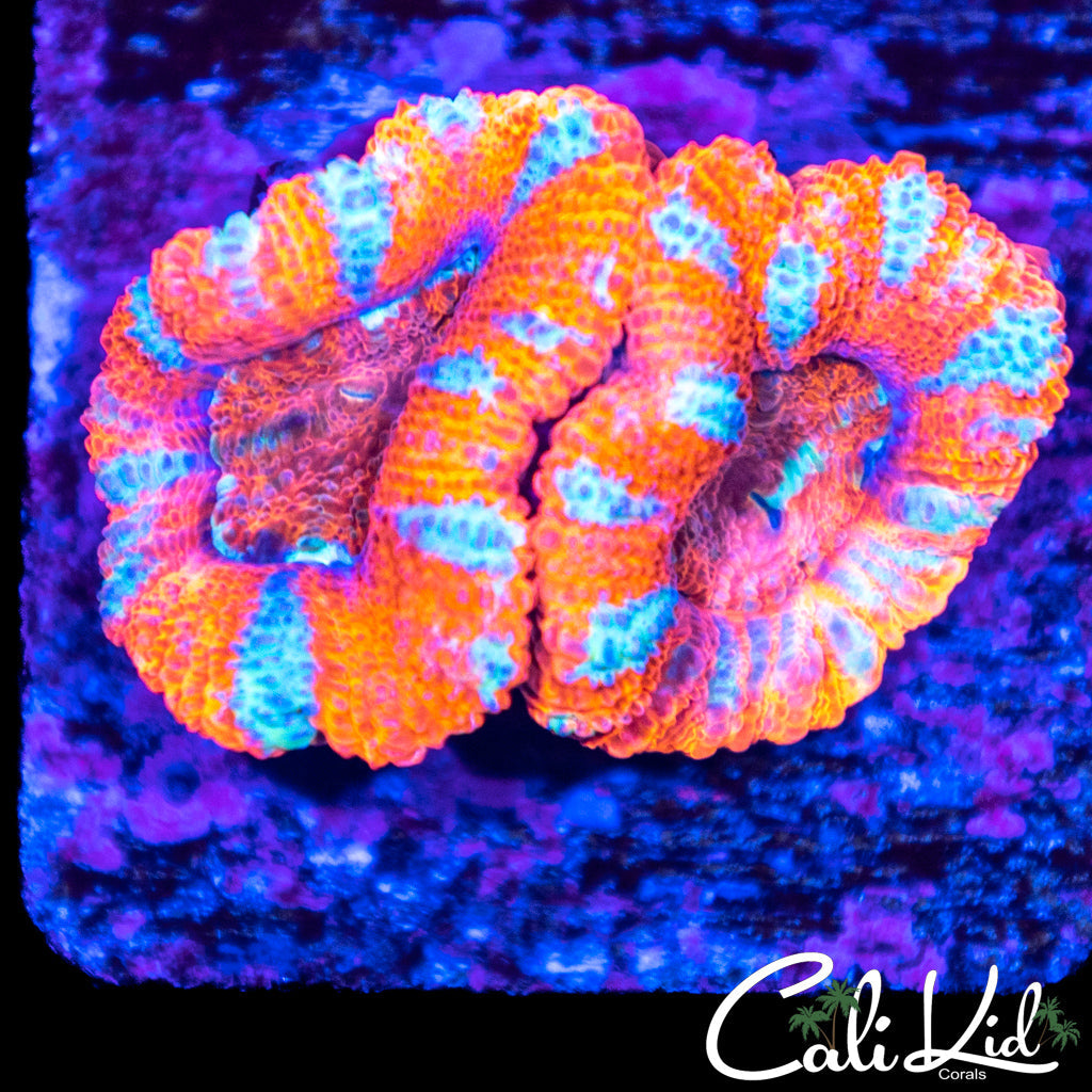Blue Stripe Acan Quad
