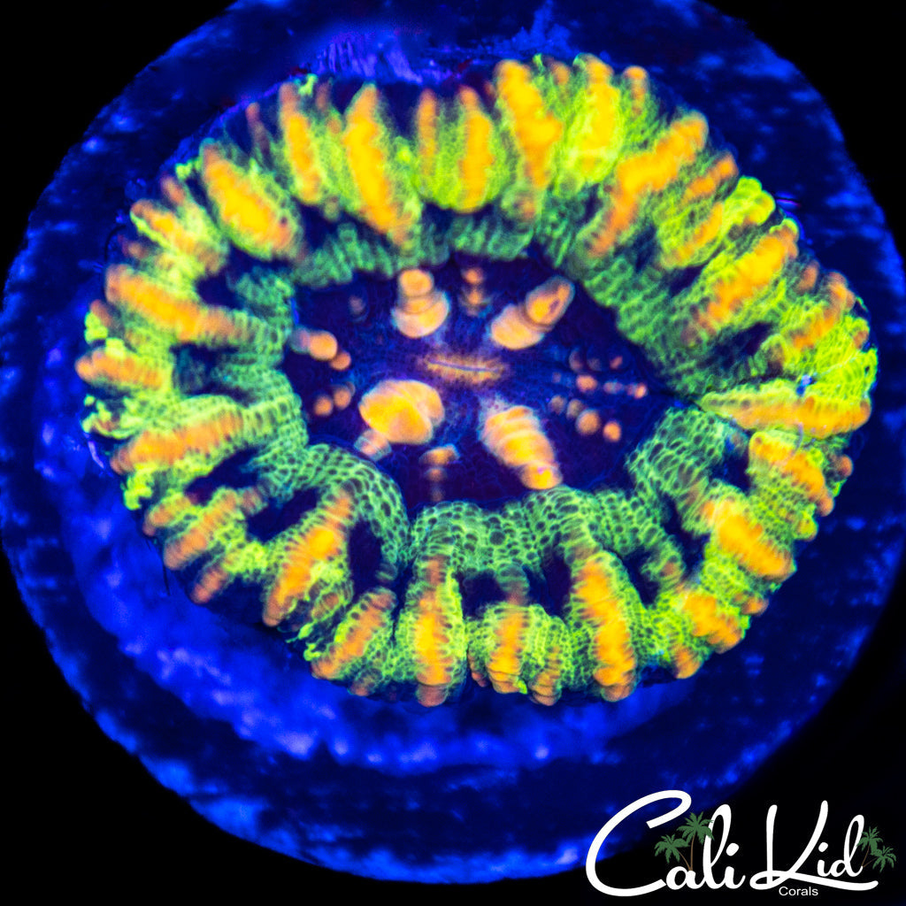 Tri Color Button Scoly