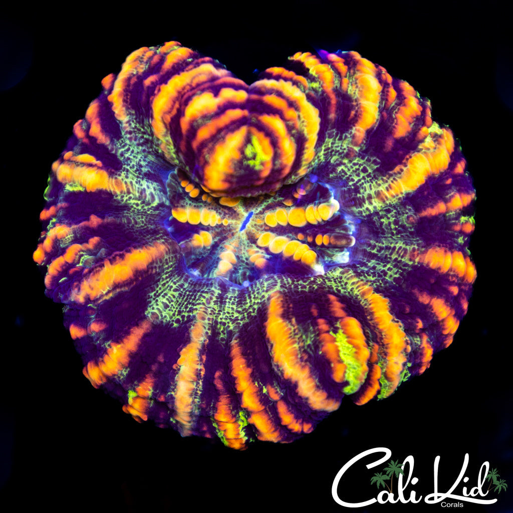 Tiger Stripe Button