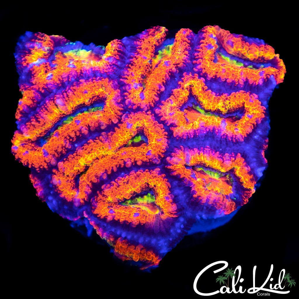 Beautiful Rainbow Acan Mini Colony