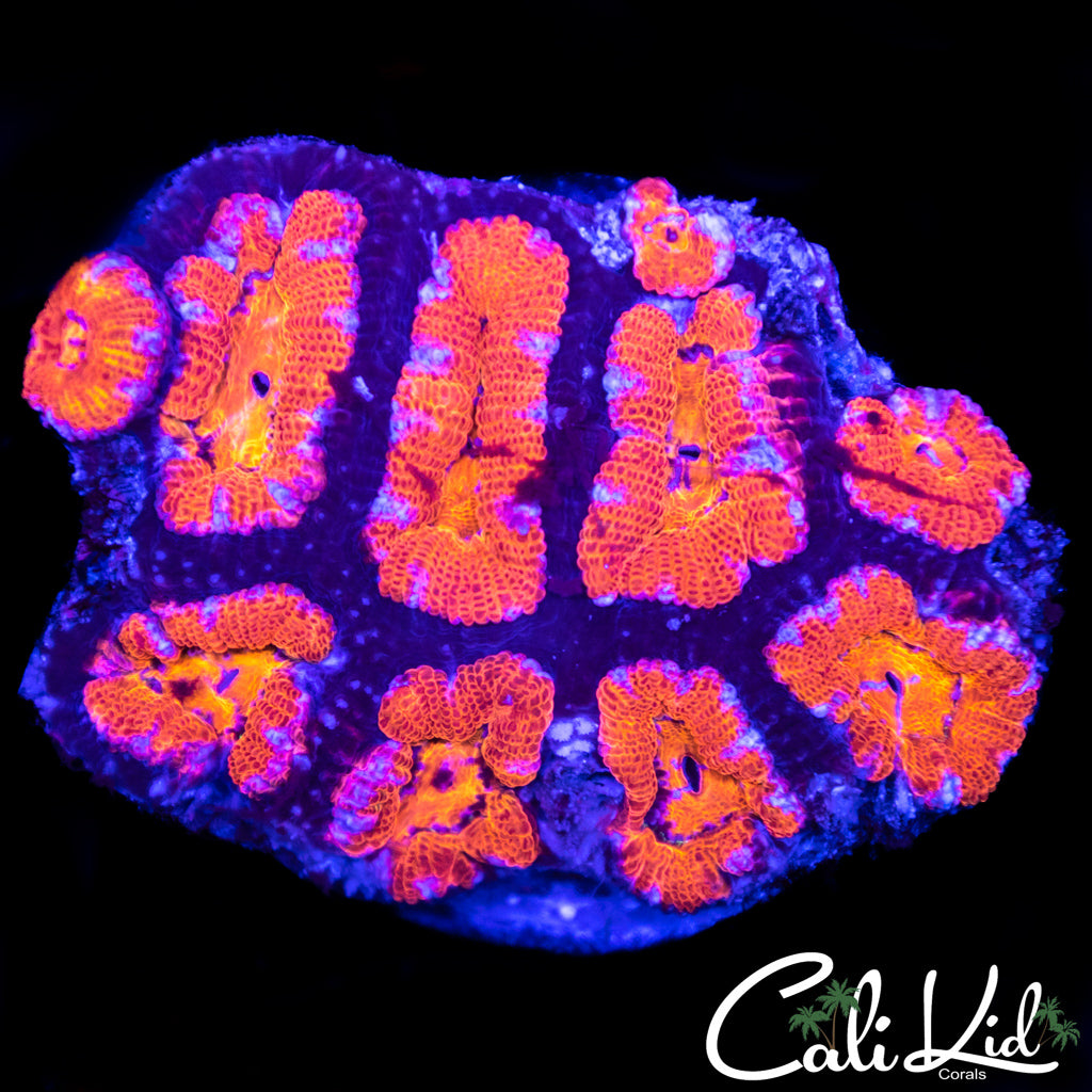 Ultra Acan Mini Colony