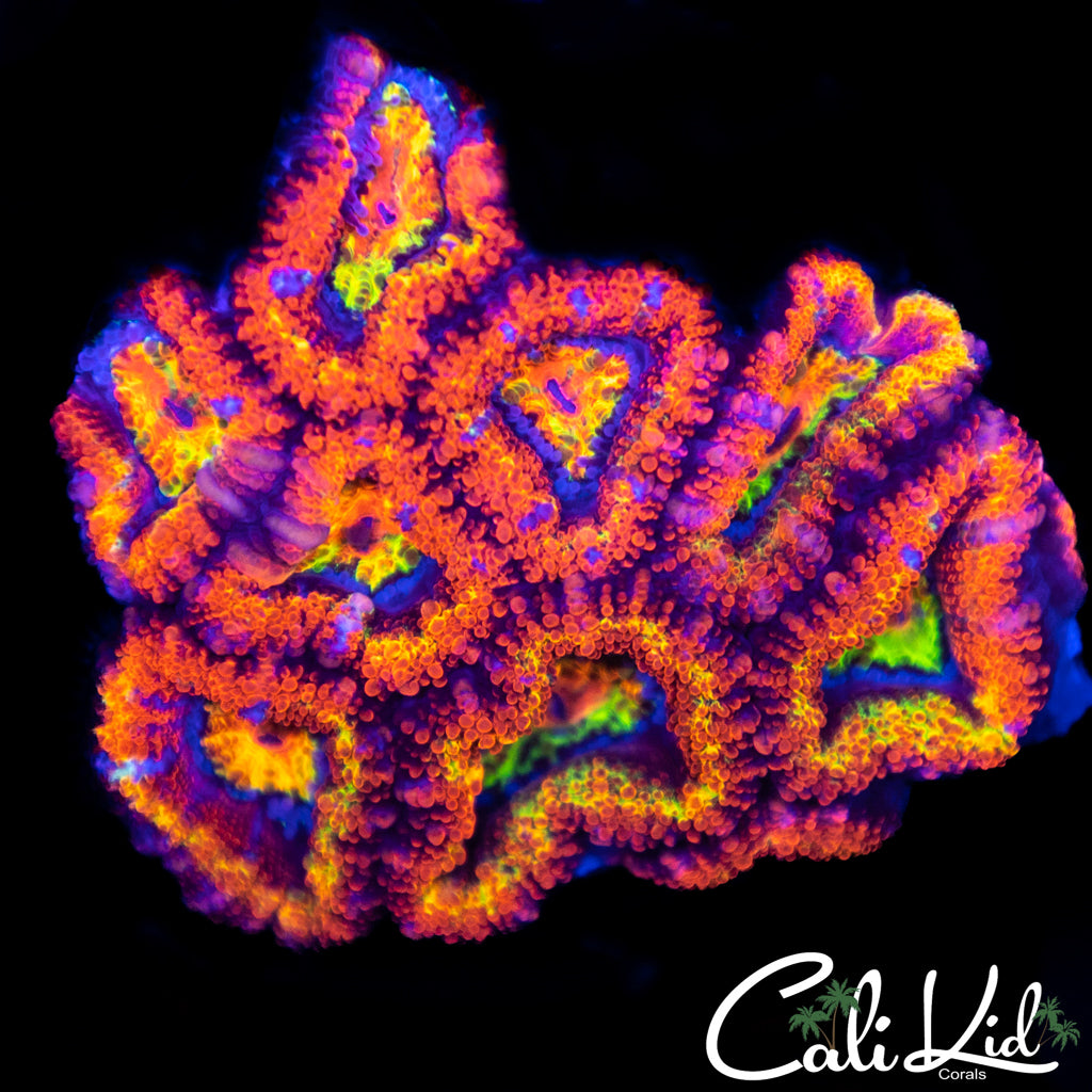 Insane Rainbow Acan Mini Colony