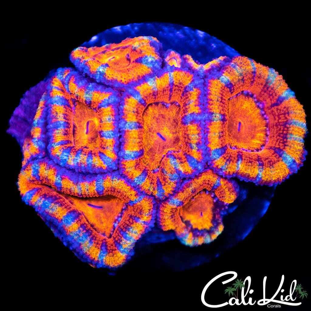 Ultra Acan Mini Colony