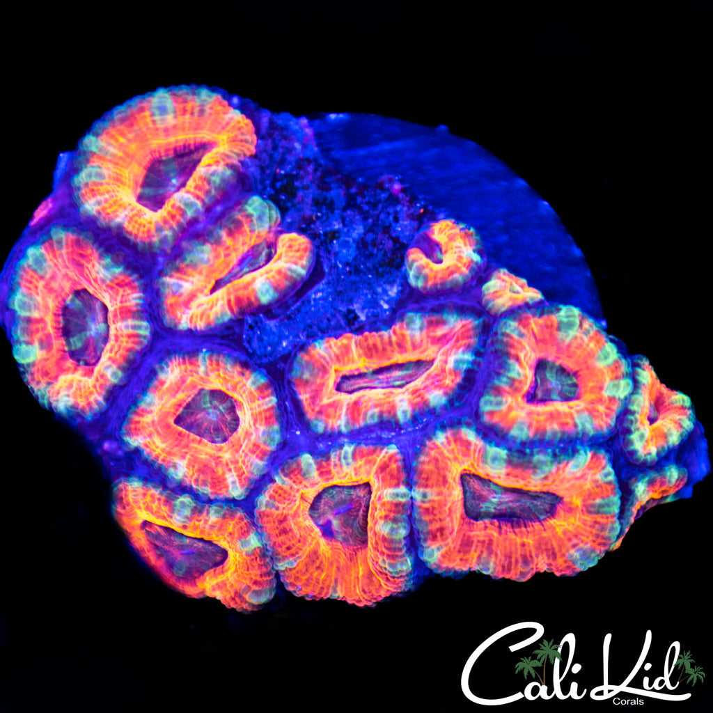 Ultra Acan Mini Colony