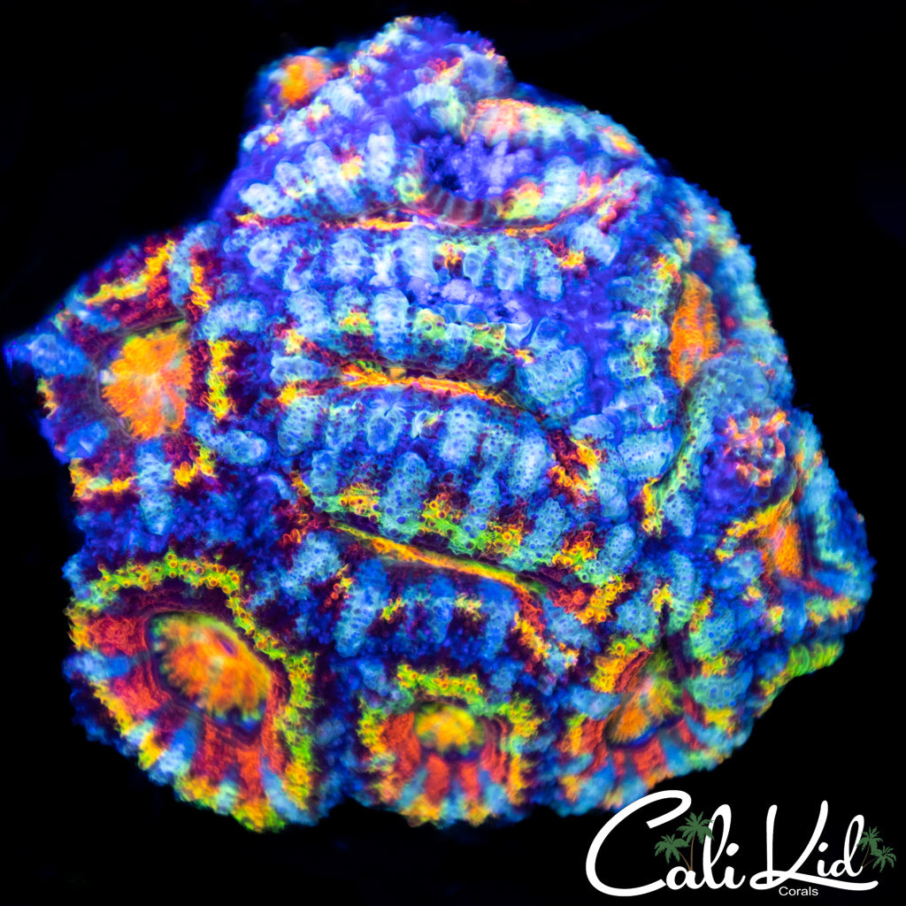 Insane Rainbow Acan Mini Colony