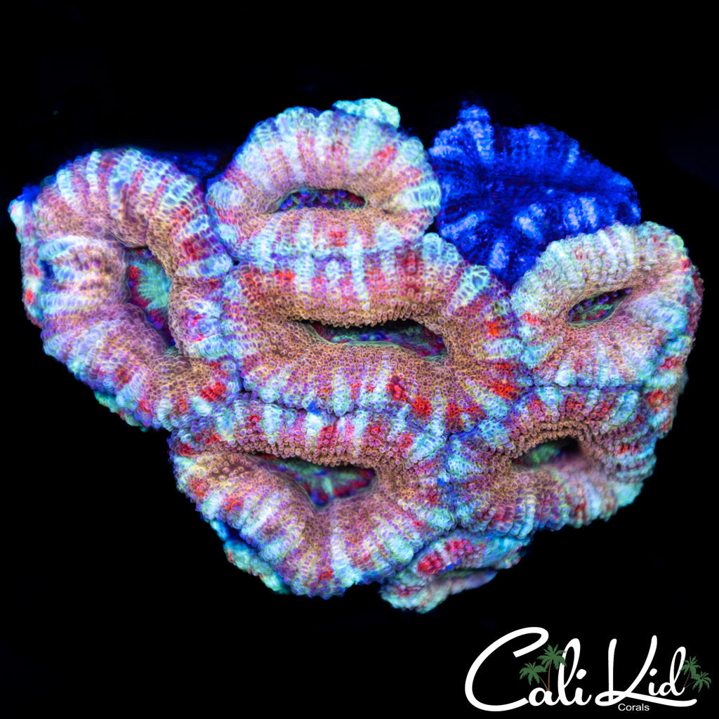 Peppermint Acan Mini Colony