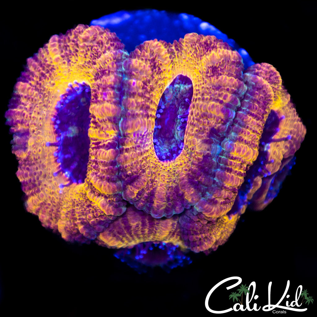 CK Abyss Acan Quad