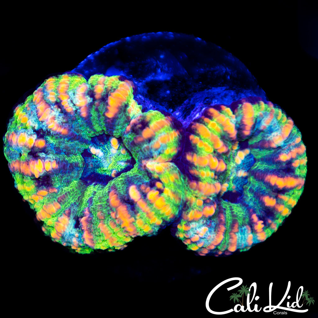 Rare Rainbow Double Button Scoly