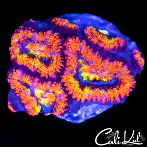 Red Alert Acan Quad
