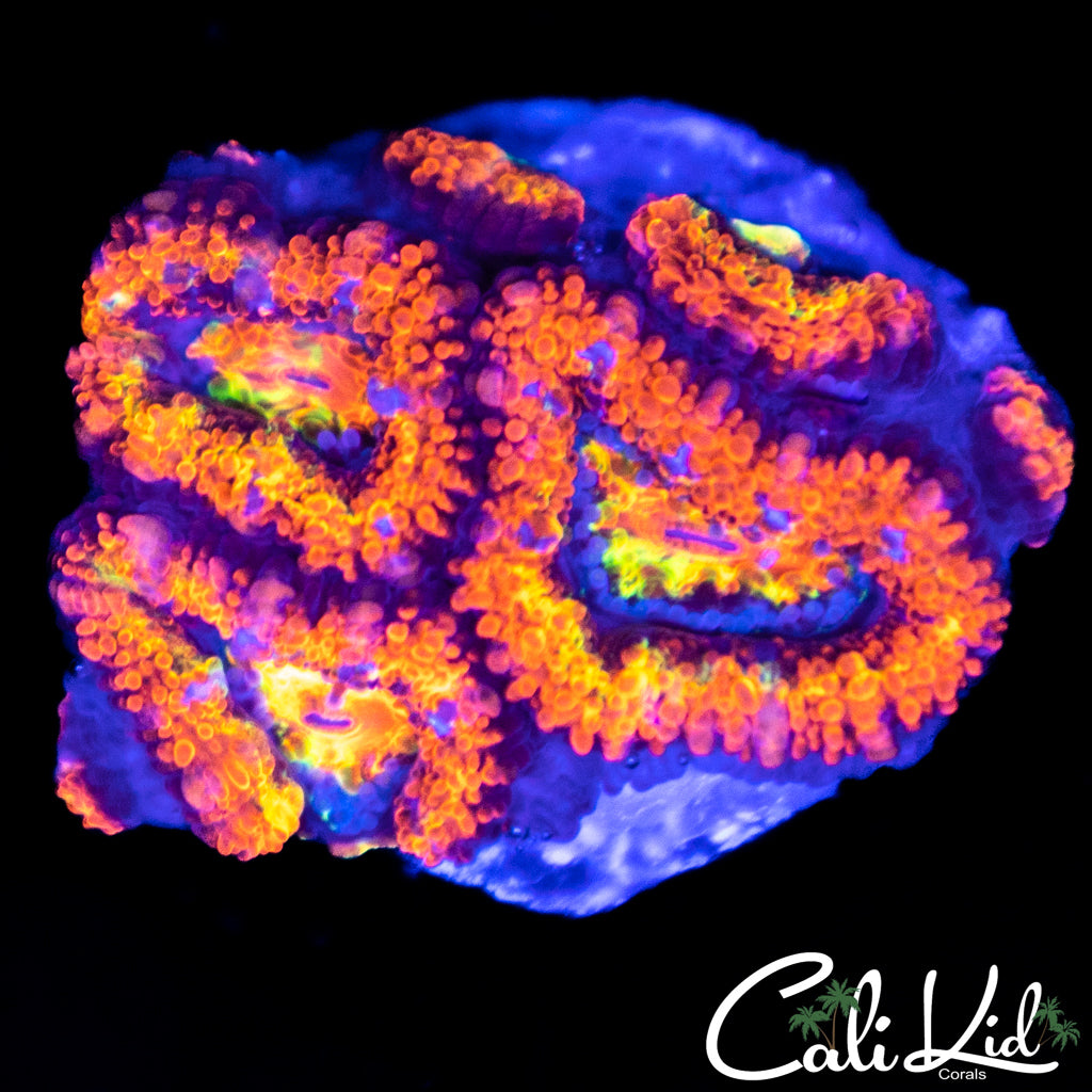 Red Alert Acan Quad