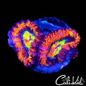 Red Alert Acan Double