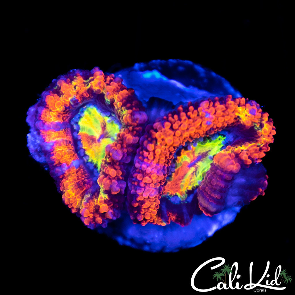 Red Alert Acan Double
