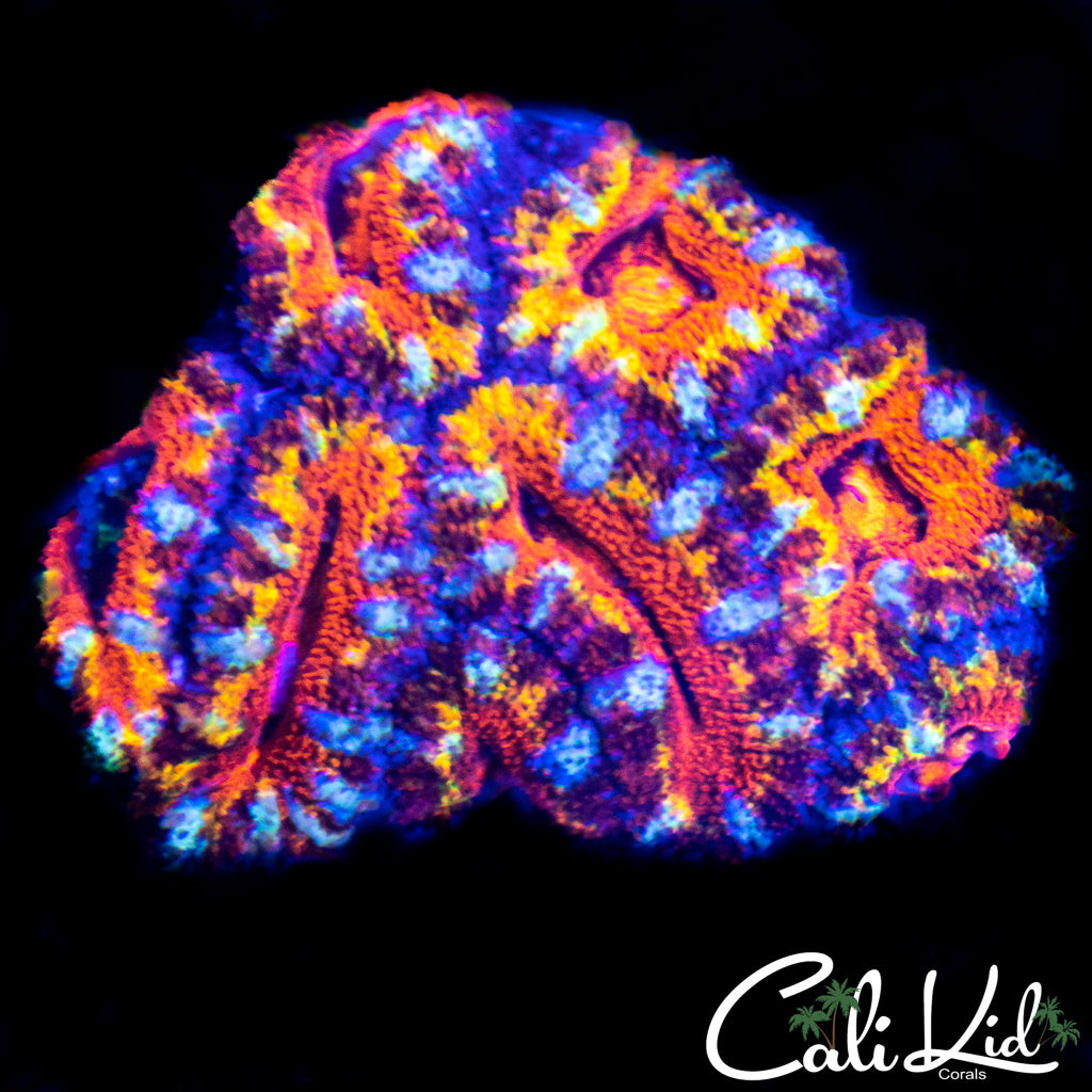 Amazing Rainbow Acan Mini Colony