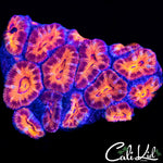 Ultra Acan Mini Colony