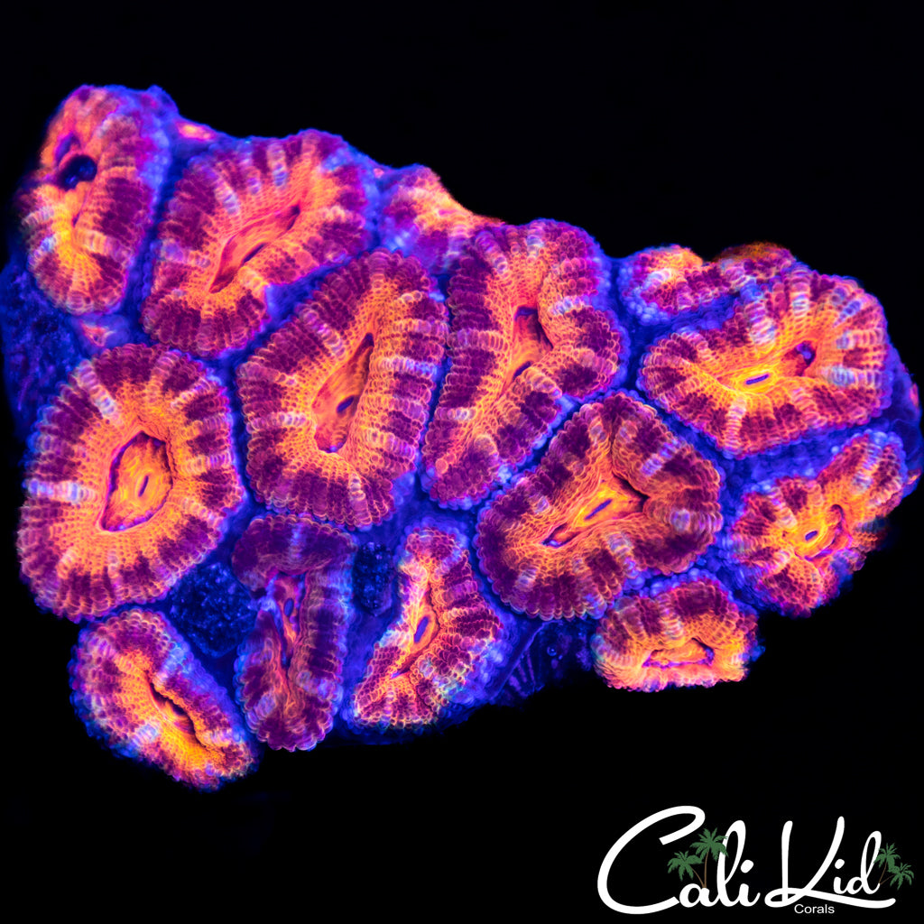 Ultra Acan Mini Colony