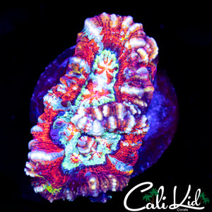 Rainbow Wilsoni