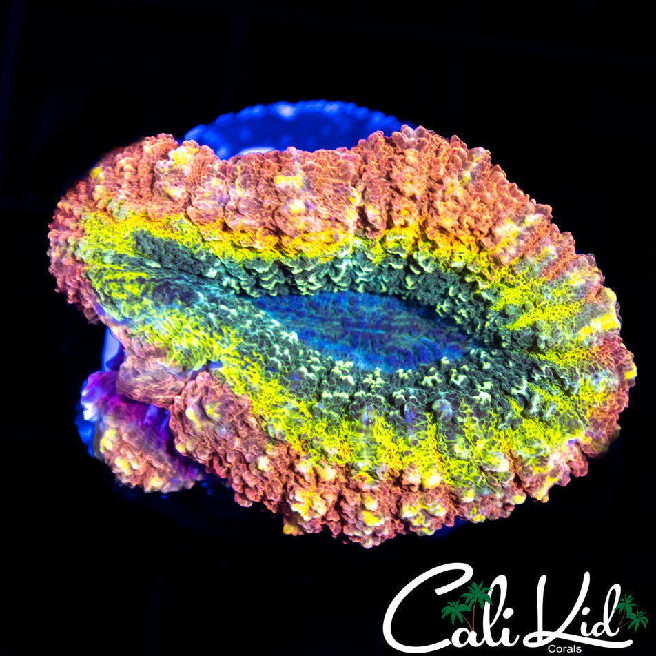 Ultra Rainbow Lobo