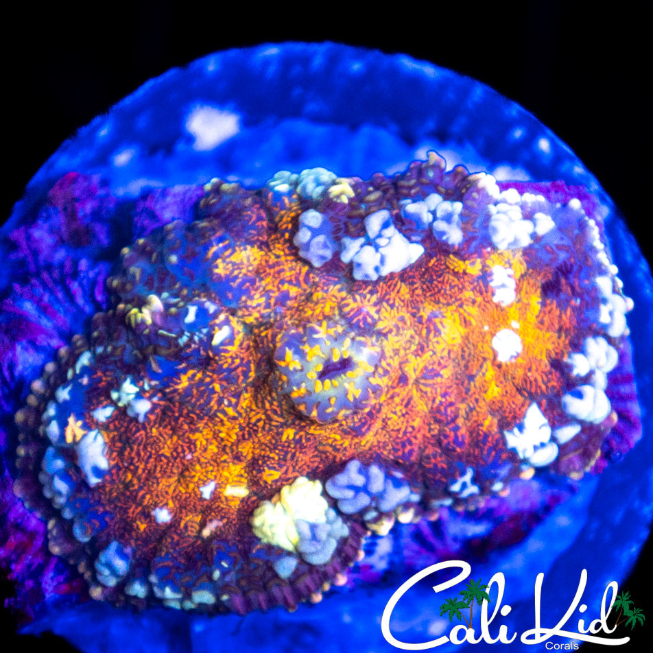 Lava Bounce Mushroom