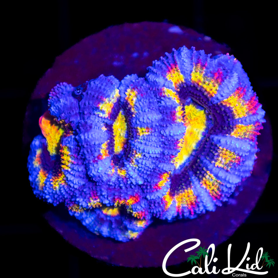 Rainbow Acan Quad