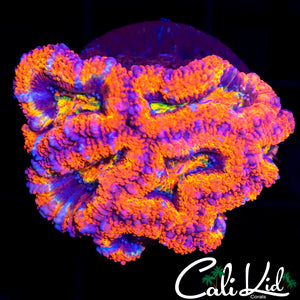 Ultra Rainbow Acan Mini Colony